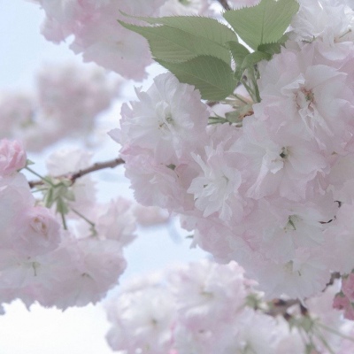 Furry绘画笔刷实用运用福瑞交流群